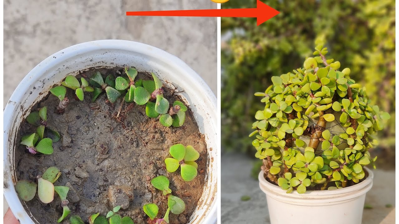 @growmore🌱-round shape from jade🥰🌱||easy to grow||JADE|| gardening || New video🎥🔥#gardening#tranding