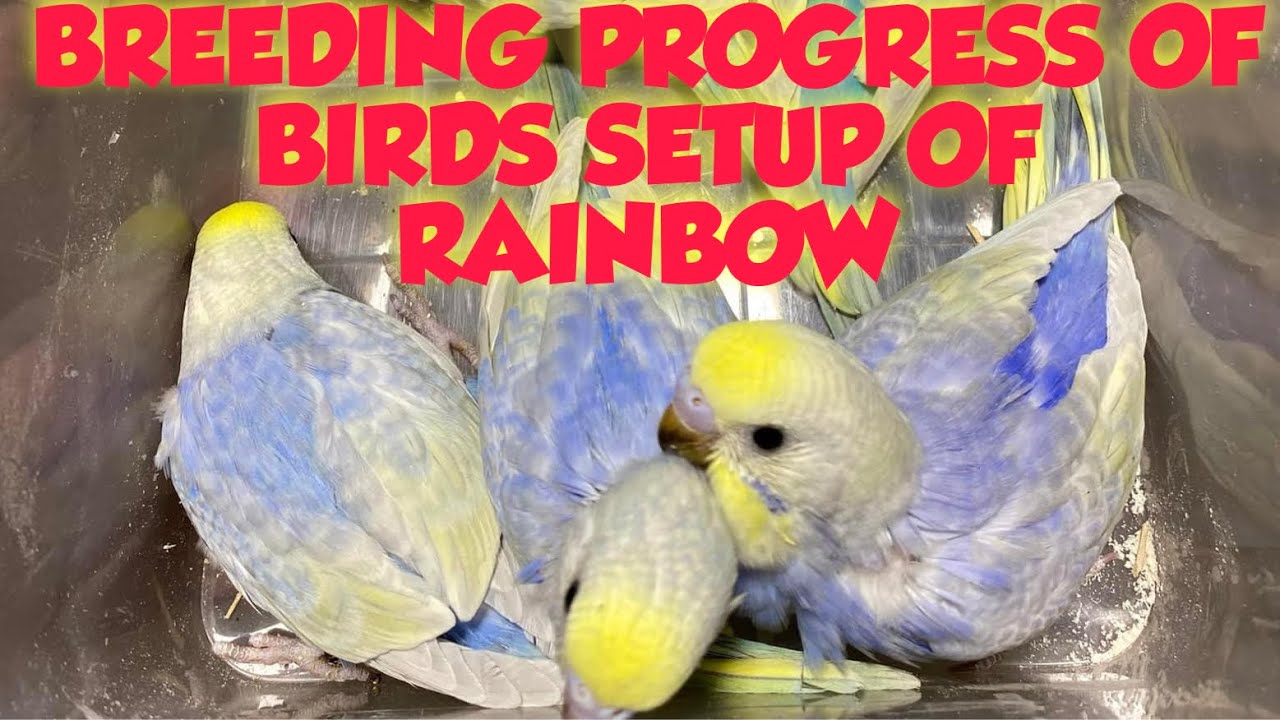 SETUP KI BREEDING PROGRESS OF FRIEND|| RAINBOW KI BREED AGAI DEKHLO KYA RESULTS AYA HAI