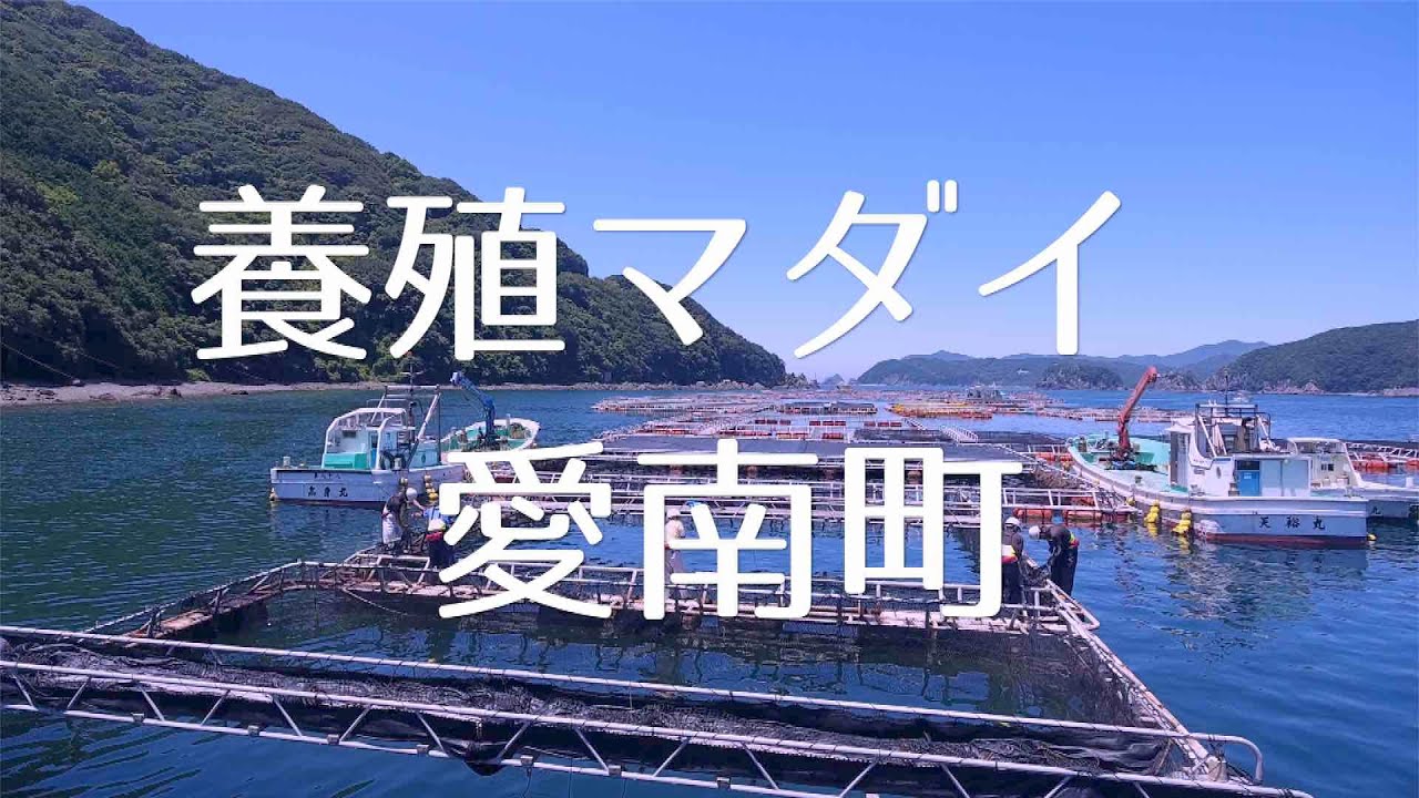 養殖マダイ×愛南町　ー愛南町の養殖マダイはどうダイ！ー