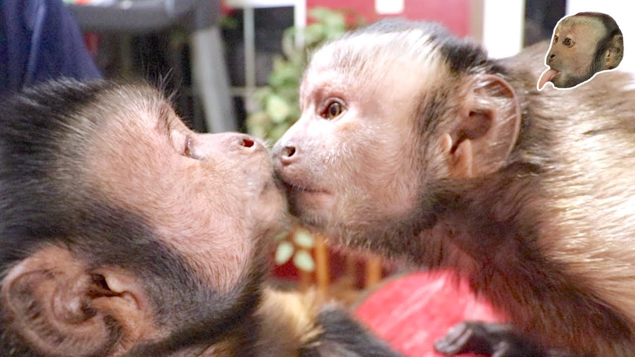 Capuchin Monkey Makes a New Friend! (FIRST MEETING)