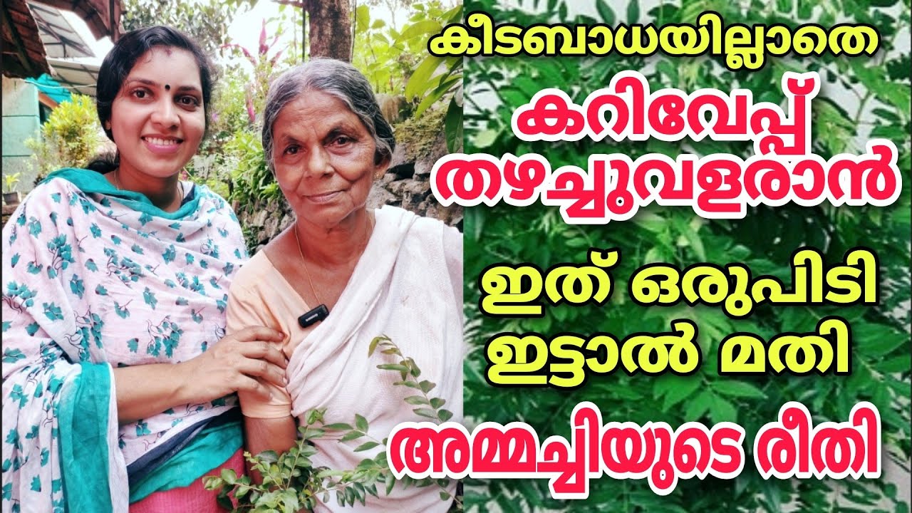 കറിവേപ്പ് കീടബാധയില്ലാതെ തഴച്ചുവളരാൻ ഇത് ഒരുപിടി ഇട്ടാൽമതി | അമ്മച്ചിയുടെ രീതി | Kariveppu krishi
