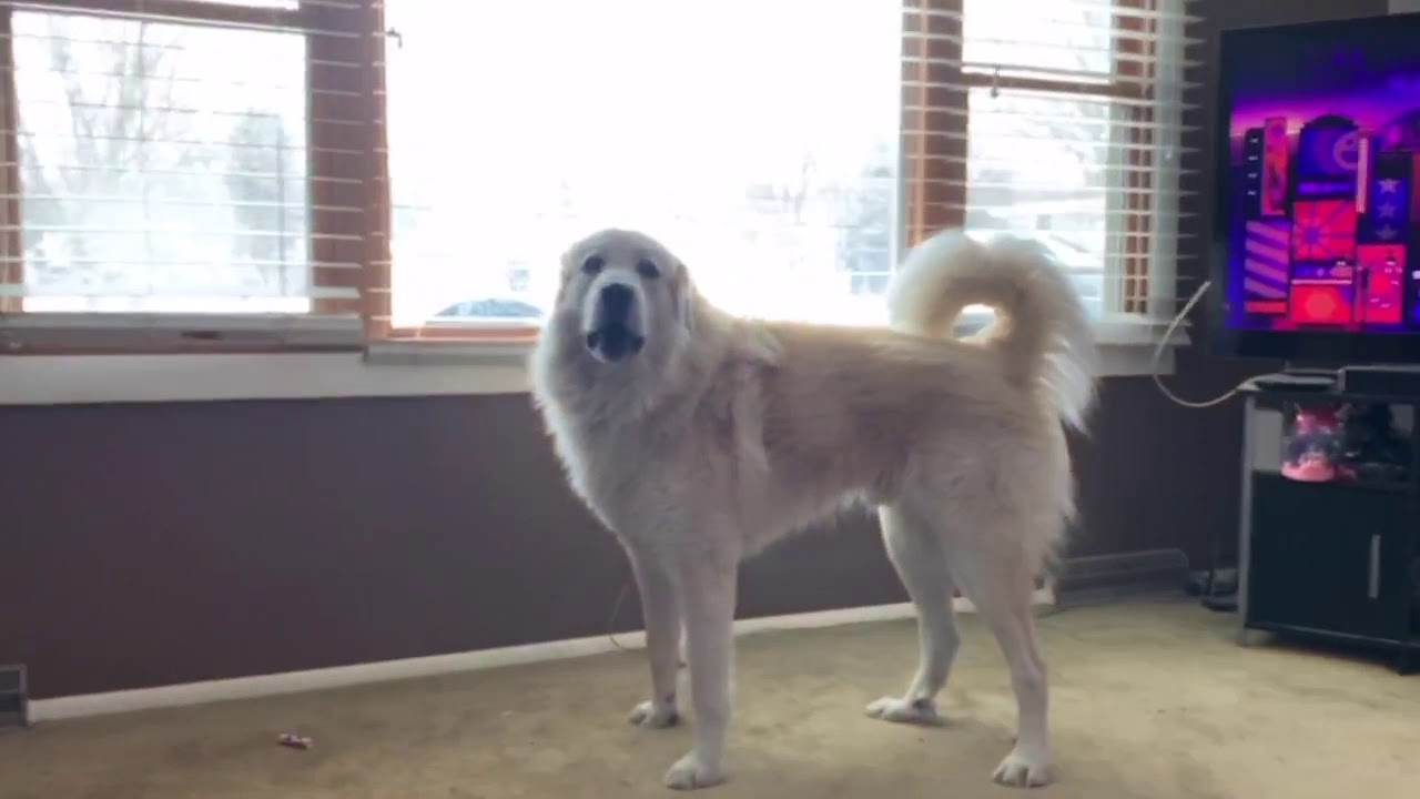 Living with a Great Pyrenees
