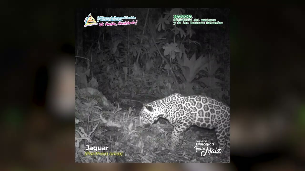 Cámaras trampas en la Reserva Biológica Indio Maíz