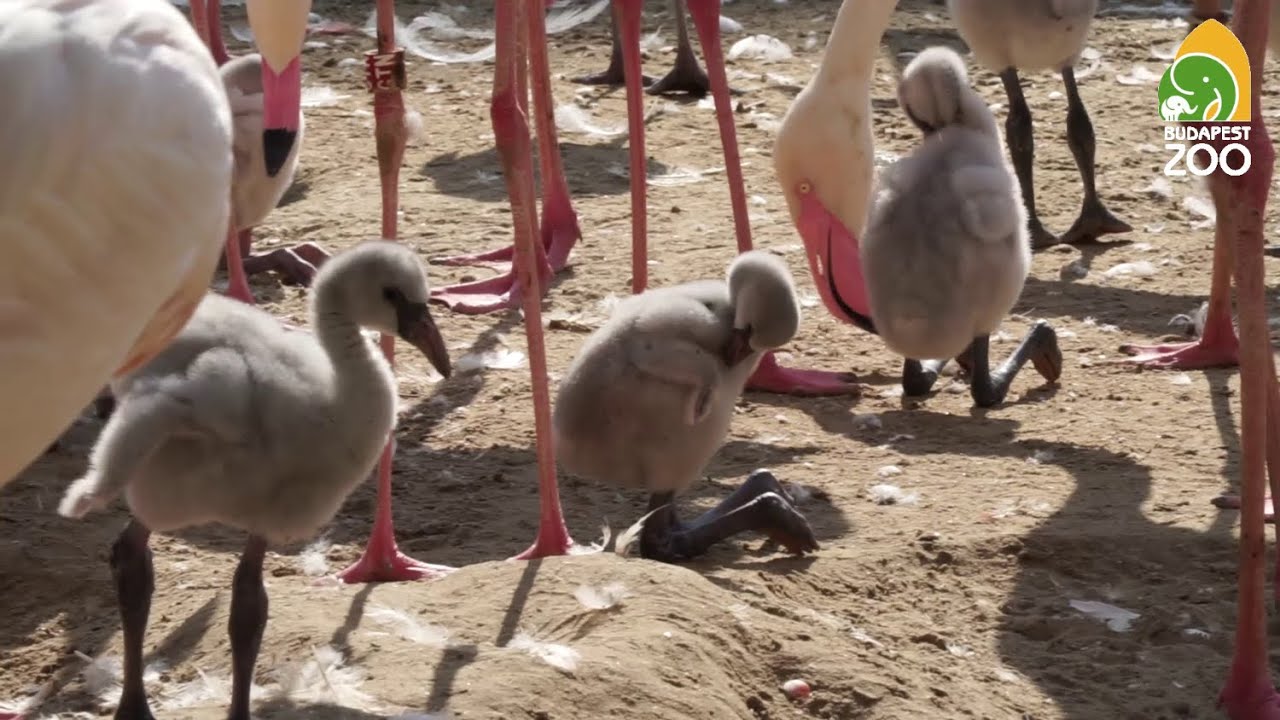 Flaming&oacute;fi&oacute;k&aacute;k minden mennyis&eacute;gben