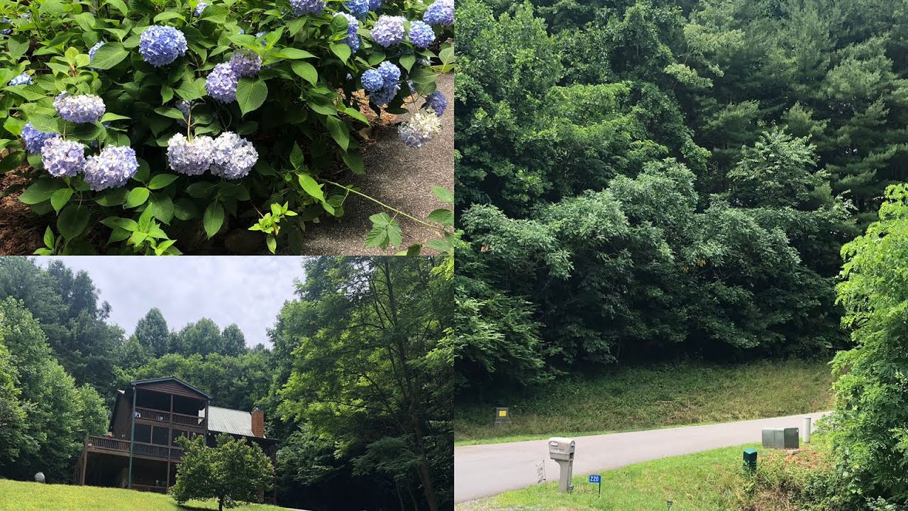 جمال الطبيعة في ولاية جورجيا الامريكية#جورجيا__الامريكية###🌲🌲🌲🌲🦌🦌🦌🐿🐿