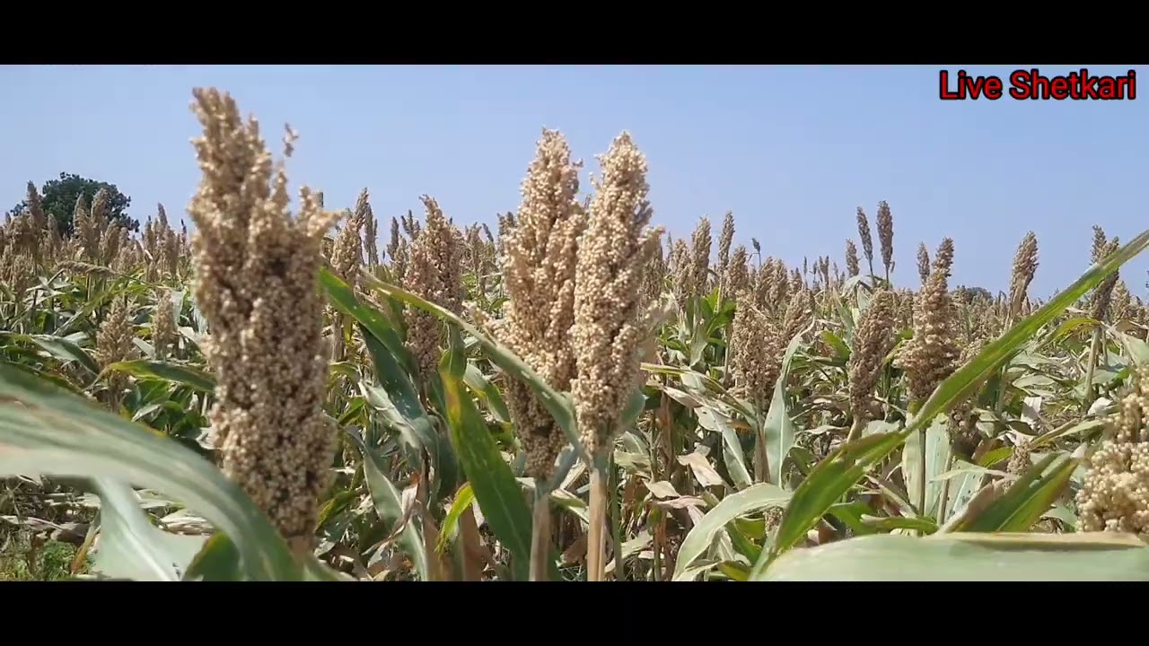 hytech jowar 3208 how to jowar seeds variety हायटेक ज्वारी #liveshetkari