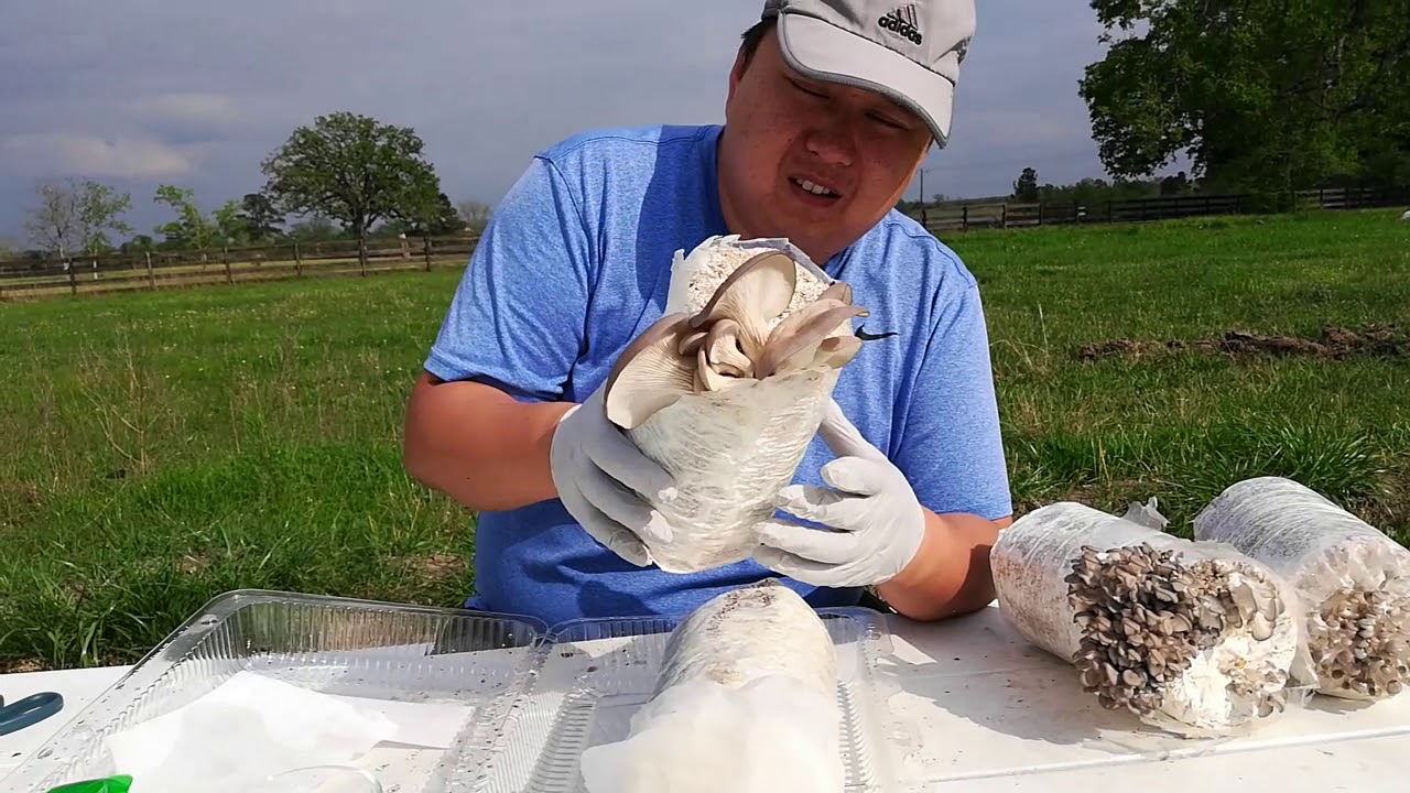 家庭平菇培养方法 Growing oyster mushroom at home