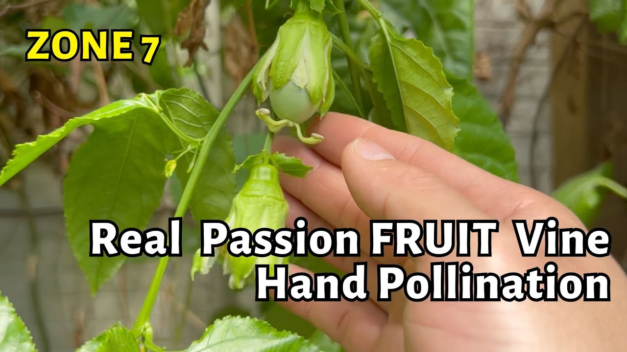 The REAL passion fruit vine. zone 7 in the ground. How to hand pollinate passion fruit flower.