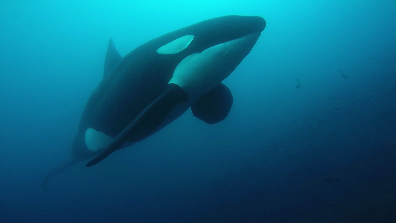 Diving with Orca Killer whale Galapagos 2015  filmed by GoPro