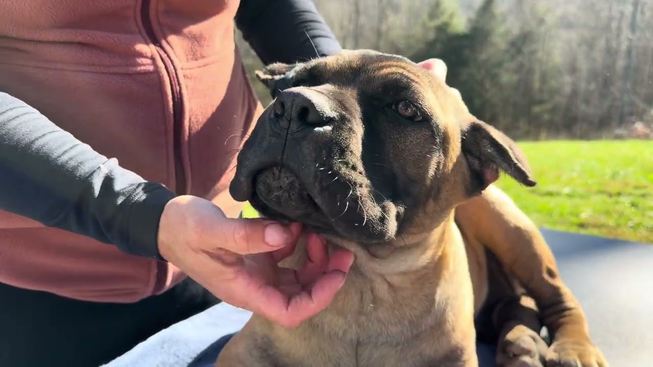 Cane Corso ear posting 
