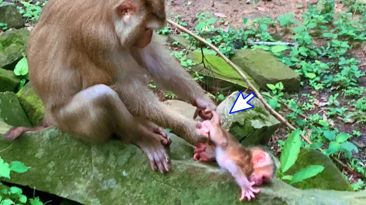 Oh just was born Second day Mom Luna Doing Strange to Lynx(360P)