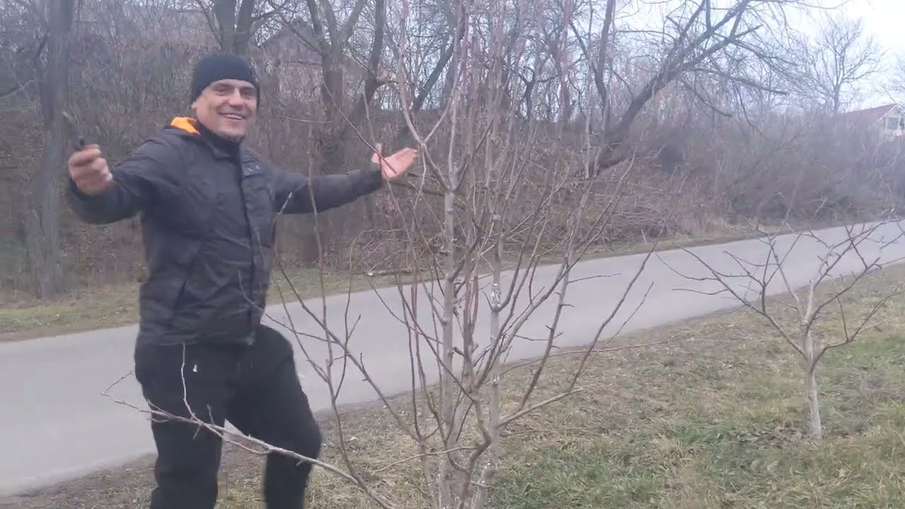 Правильна обрізка Груші і боротьба з жировими гілками