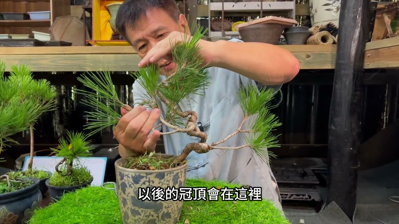 繼上篇黑松基本雕塑反應熱烈！！很多人在問：基本型態雕塑好了，還可以怎麼做呢？那就來看看要怎麼接著動手做下去吧！#黑松半成型雕塑EP1風飄樹型#林慶祥盆景藝術創作教學#Bonsai