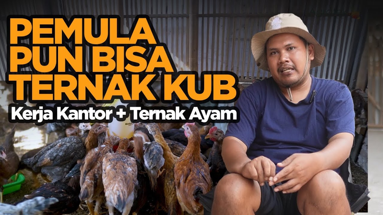 Peternak Pemula Ayam KUB di Bantul Dari 30 Ekor Jadi Sumber Penghasilan