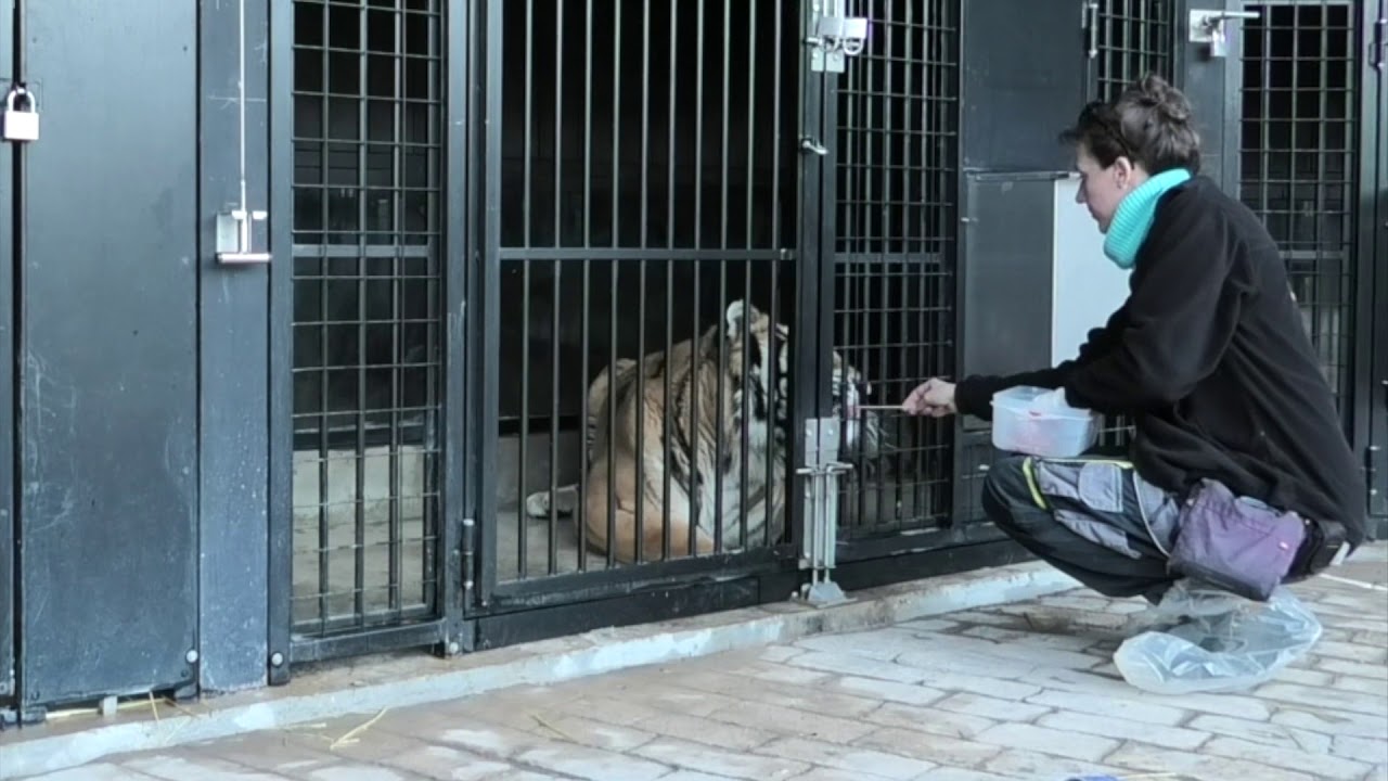 &iquest;C&oacute;mo le va al tigre Aqua en AAP Primadomus? - tigres rescatados en Polonia, actualizaci&oacute;n #6
