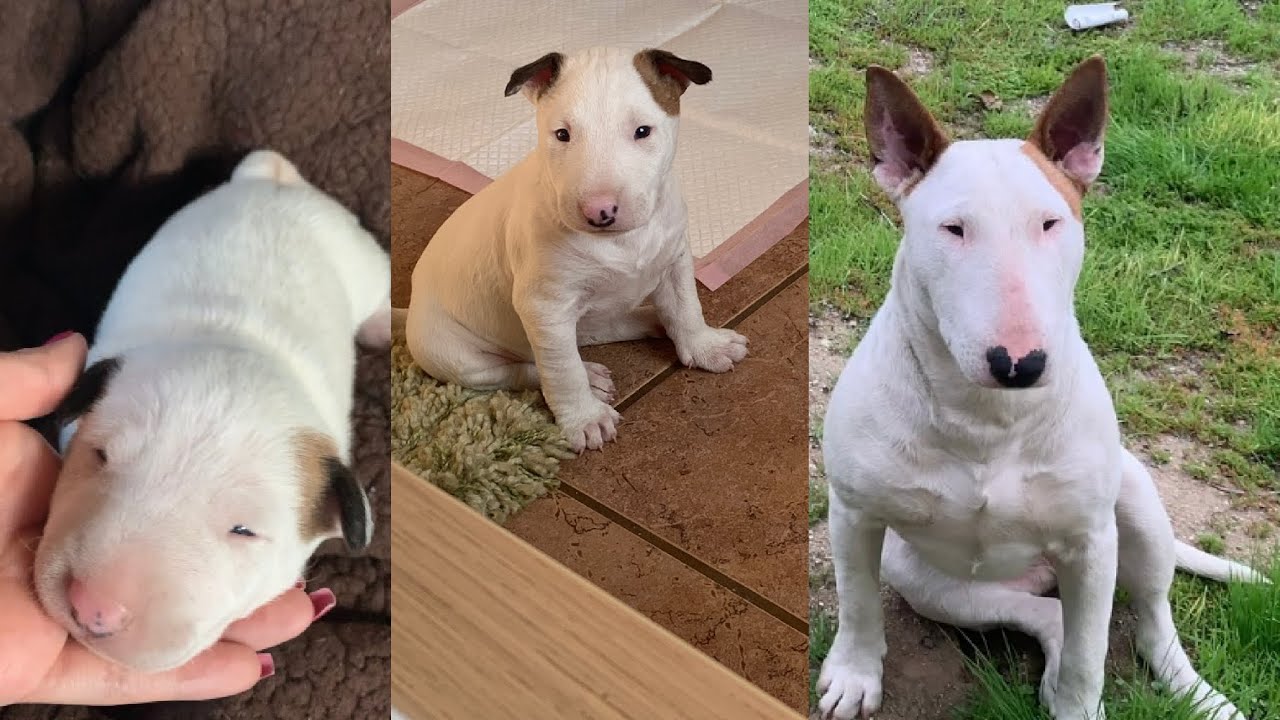 Bull Terrier Timeline From Birth To One Year Old  ♡