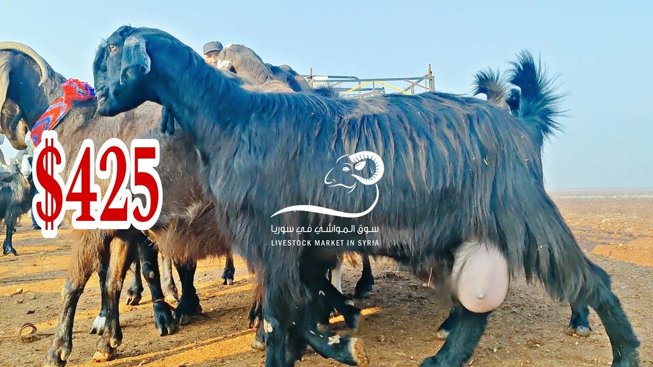 بازار الغنم الجمعة 29/ 12/ 2023 حركة السوق/ أسعار الماعز الطيب/ الغنم العشر/ الخراف / اللحم/ ...