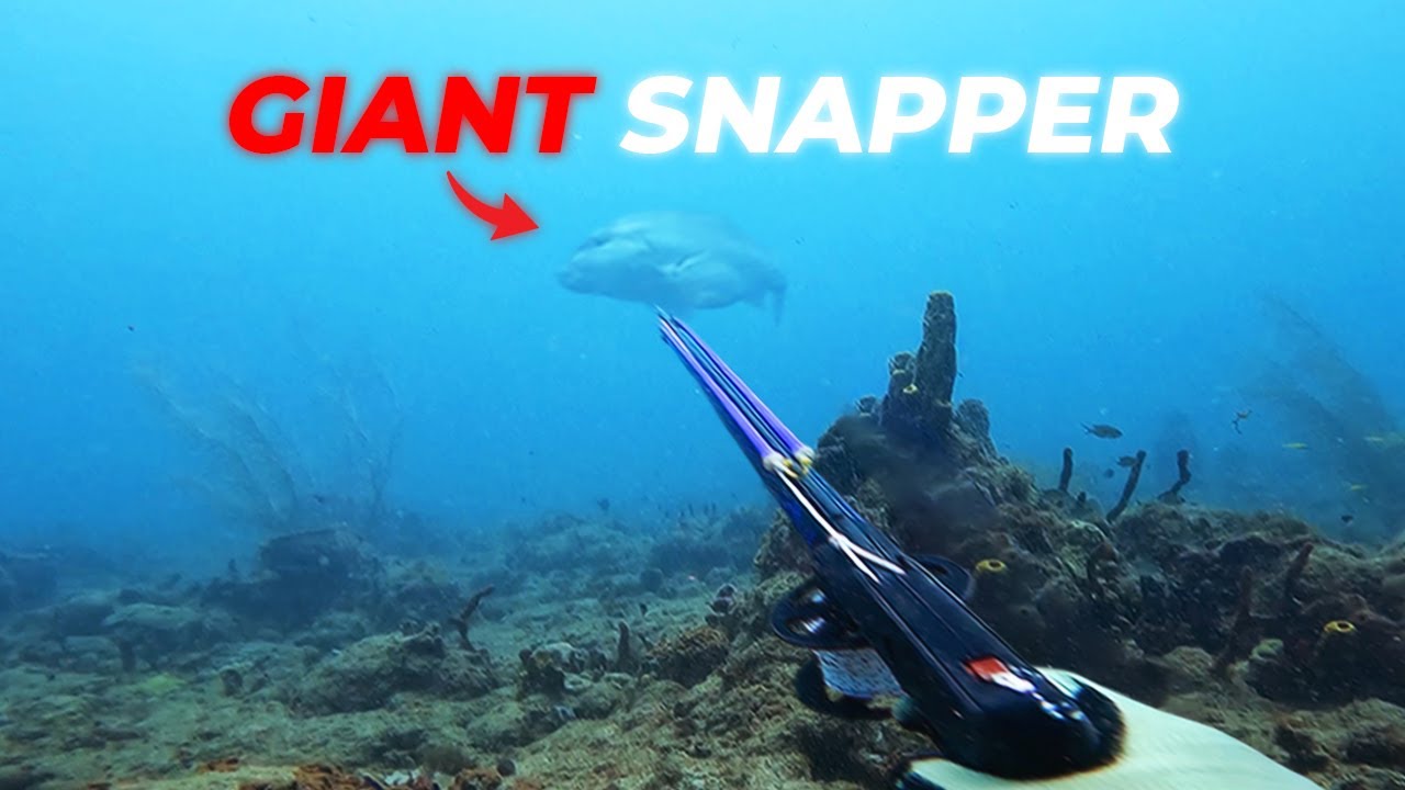 I CAN'T Believe I Landed This Fish... (Spearfishing St. Lucia)