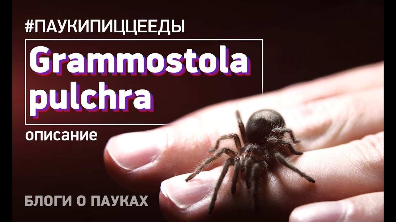 Редкий и дорогой птицеед | Граммостола пульхра