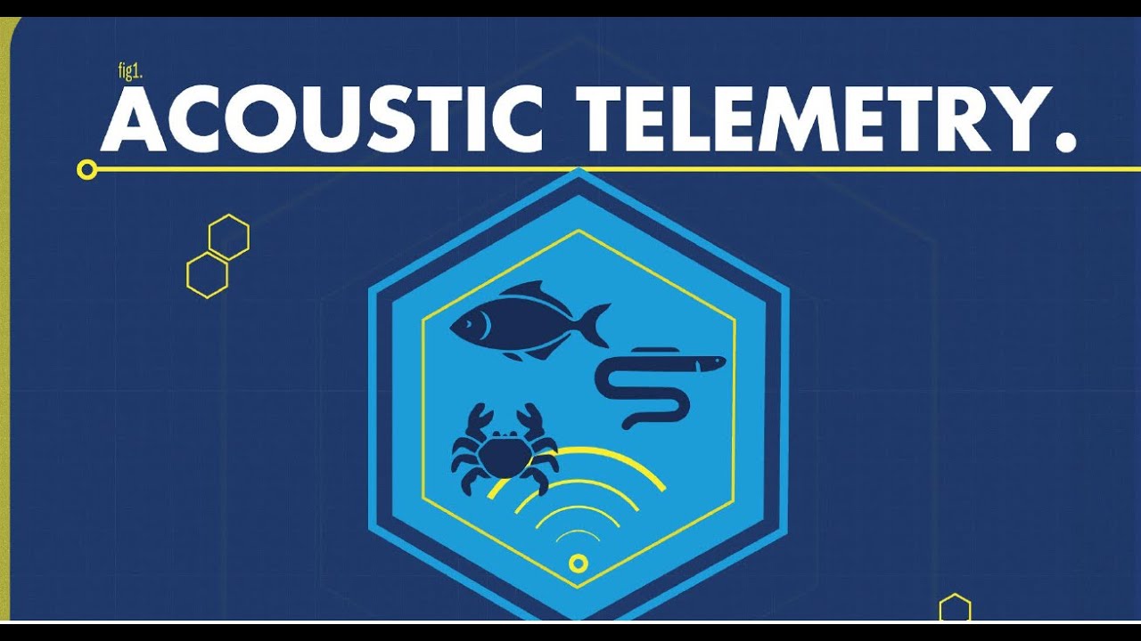 Acoustic Telemetry - how it works and why it's useful
