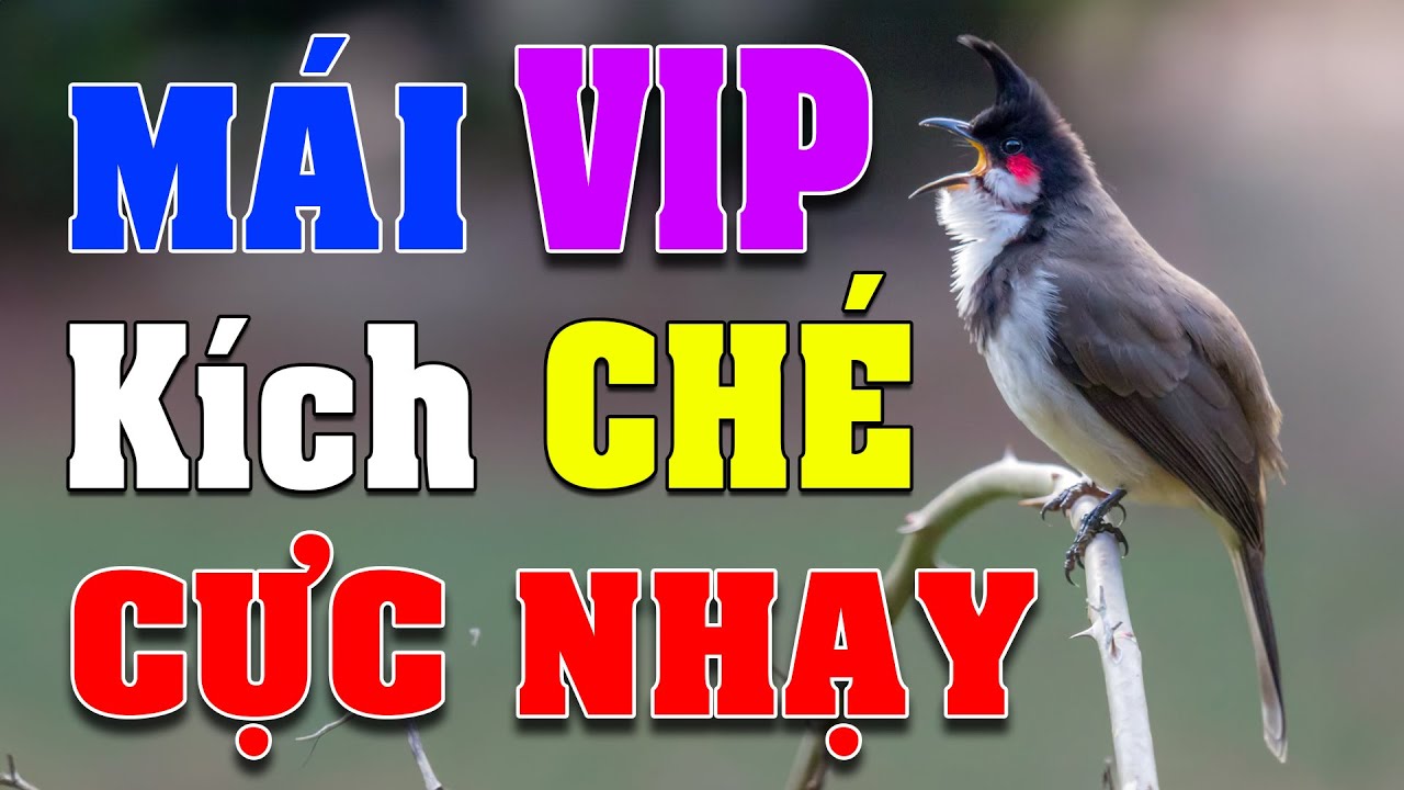 Chào mào mái hót kích trống #chaomaomai
