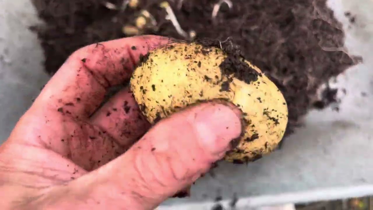 Potato Reveal: British Queens | 10L Pot | Living Green Multipurpose Compost