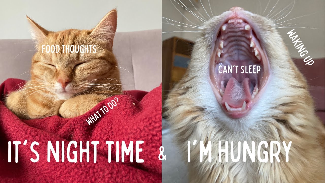 What to do if you are waking up at night hungry // ED Recovery