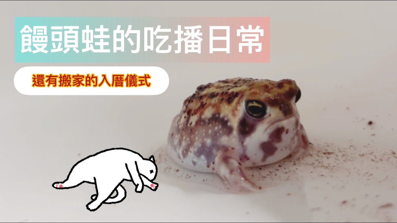 饅頭蛙的日常照護小廢片｜自以為動物園NOT_A_ZOO