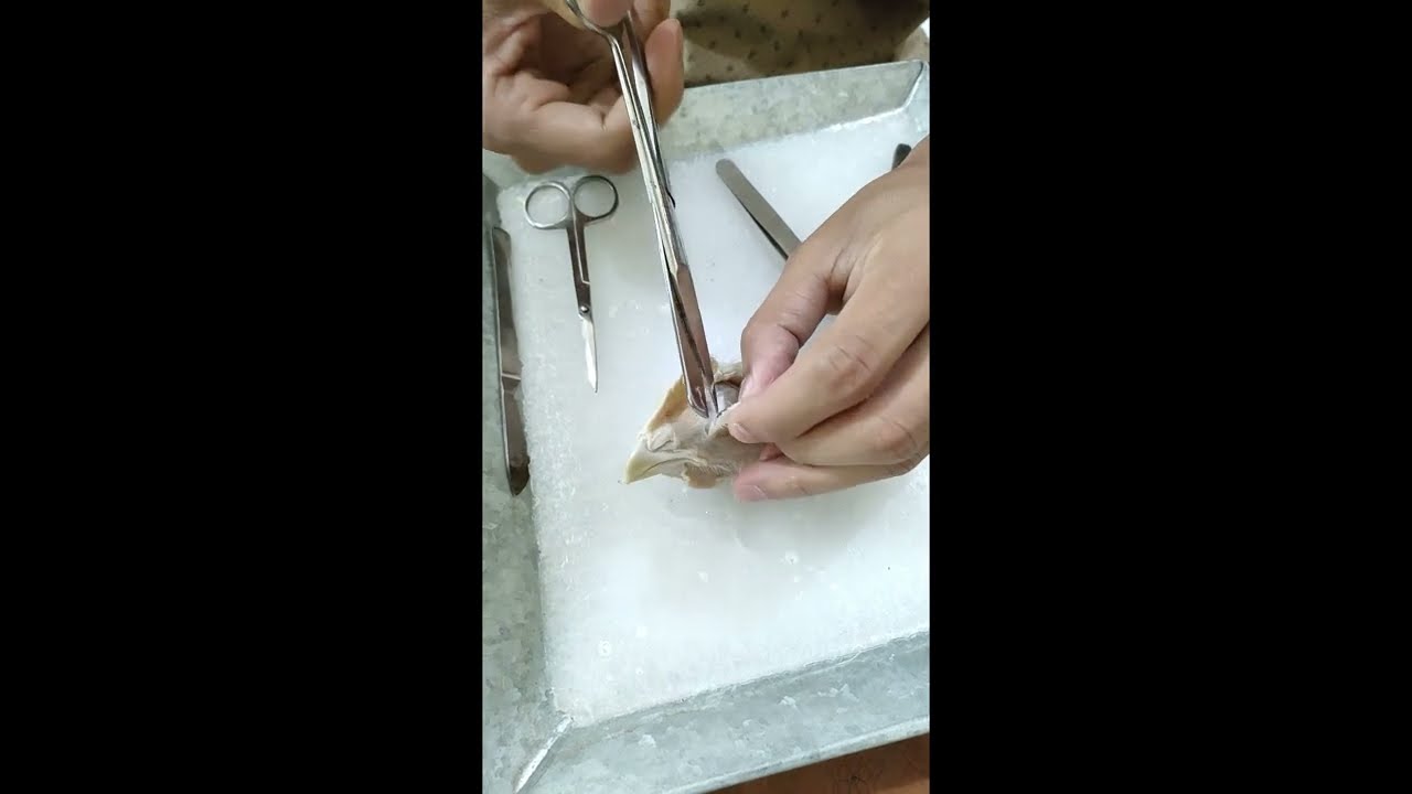 Pecten from Fowl head | B.Sc Zoology Practical