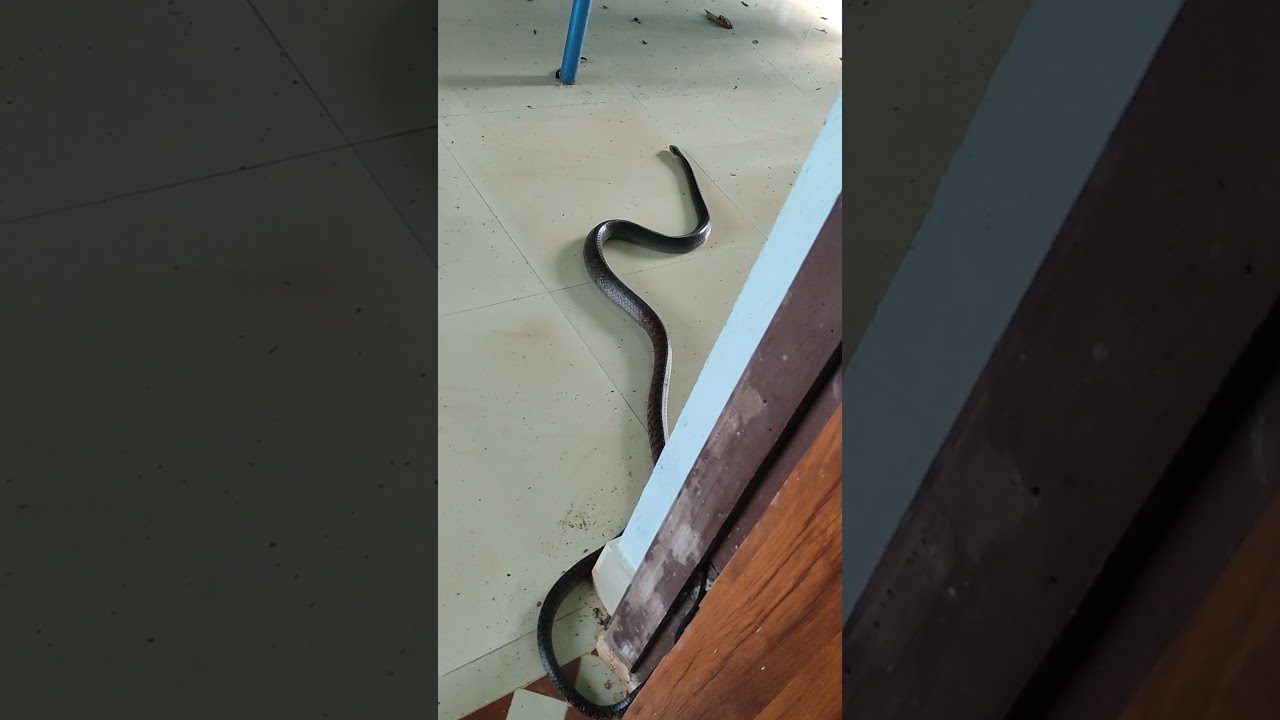 Rat Snake