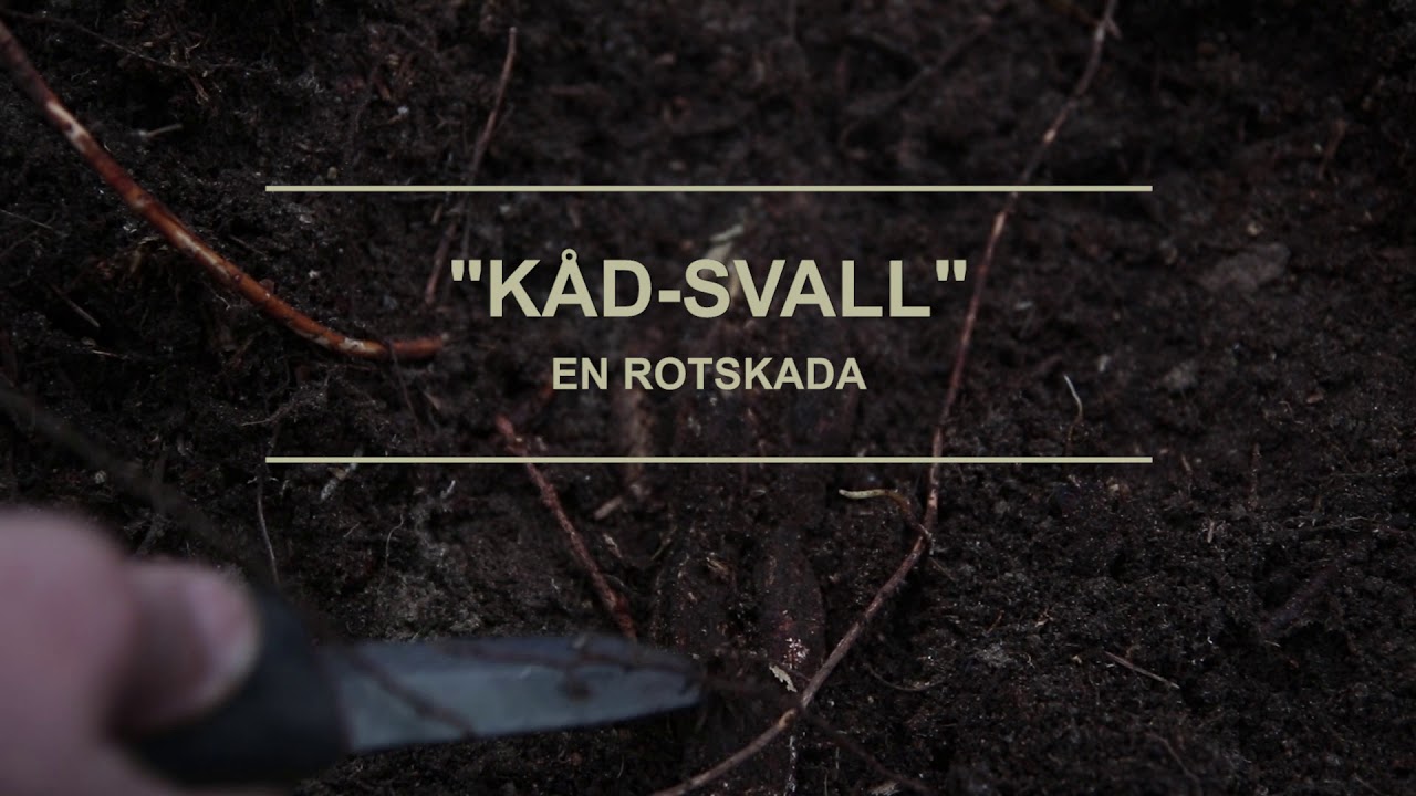 Att fläta korgar i granrot med Erna-Lill Lindén