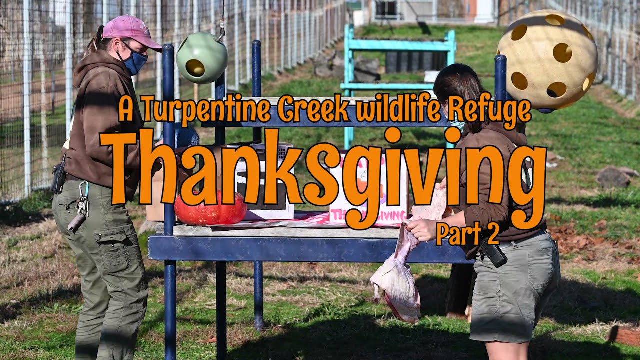 A TCWR Thanksgiving: Part Two