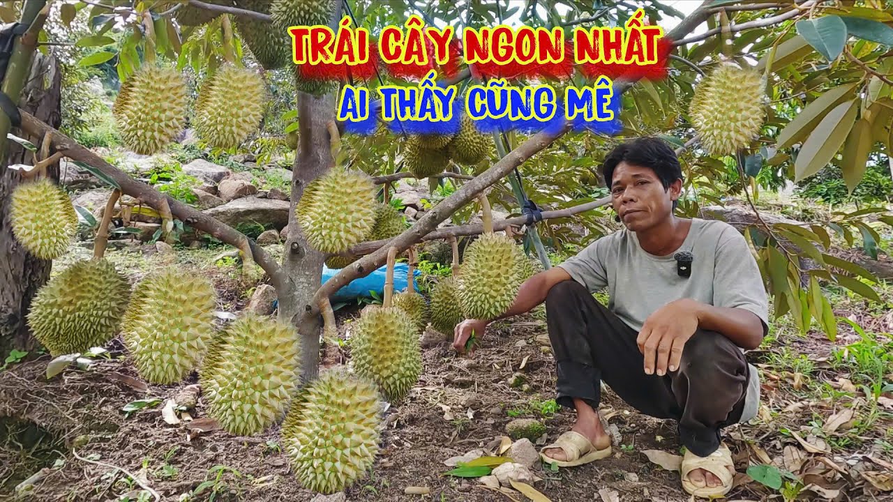 QUẢ NGỌT từ ân nhân, chàng trai trẻ trồng TRÁI CÂY đắt tiền ở trên núi - tập 1412