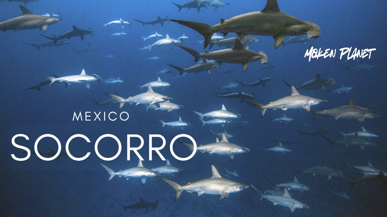 THE PELAGIC KINGDOM OF SOCORRO︱REVILLAGIGEDO ISLANDS︱MEXICO ︱BEST PACIFIC SCUBA DIVING︱4K HDR VIDEO