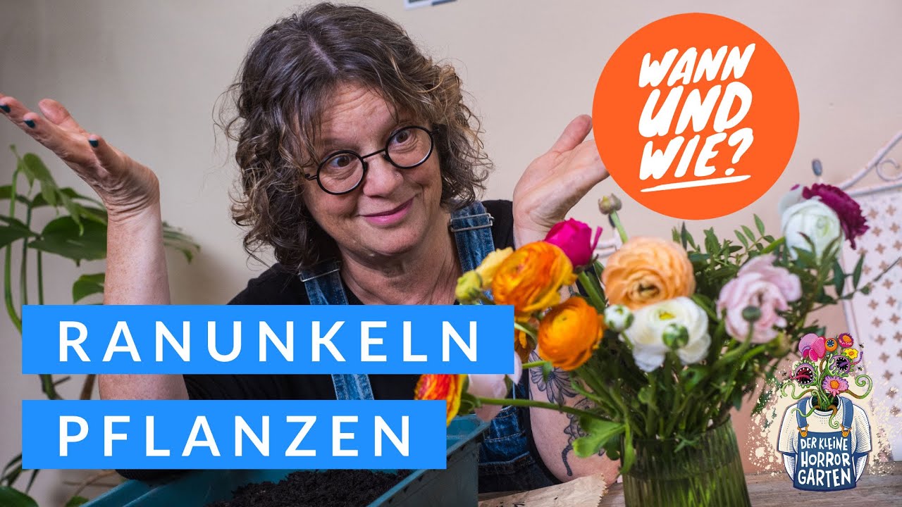 Wunderschöne Ranunkeln EINFACH VORZIEHEN für frühere Blütenpracht I der kleine Horrorgarten
