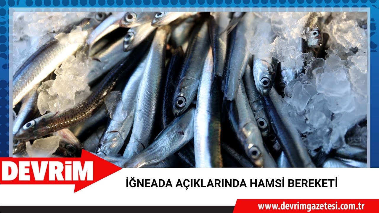 İĞNEADA AÇIKLARINDA HAMSİ BEREKETİ