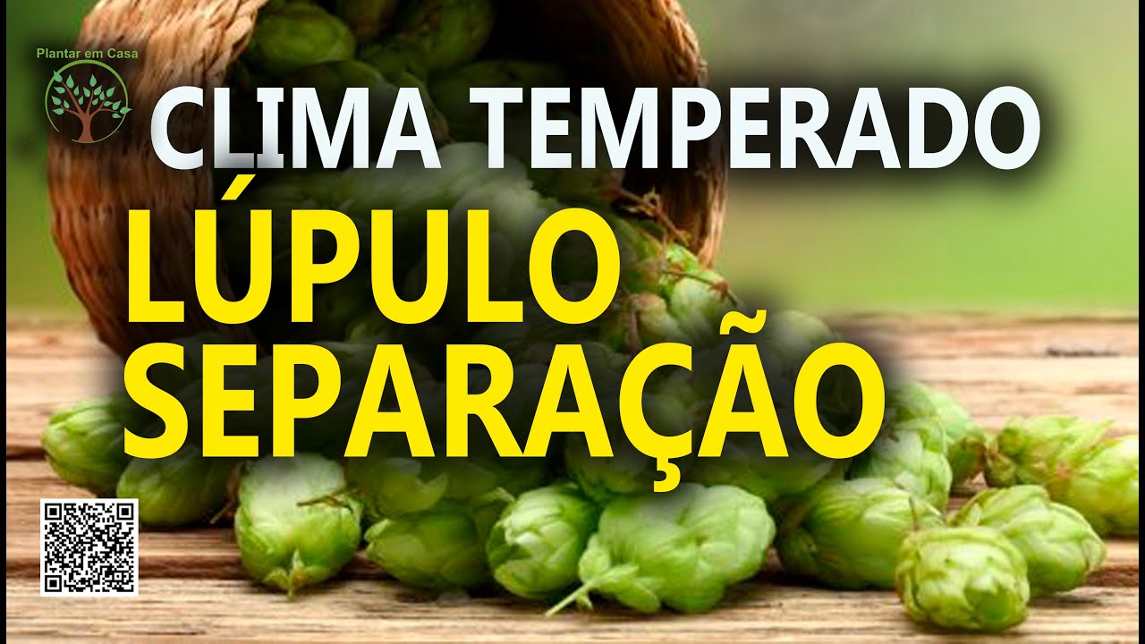 Lúpulo em Produção com Clima Temperado, Separação no Entre Vilas de São Bento do Sapucaí