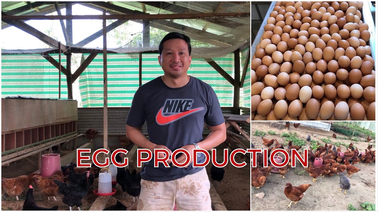Freerange Chicken Farming | FARMING TIPS TO INCREASE EGG PRODUCTION