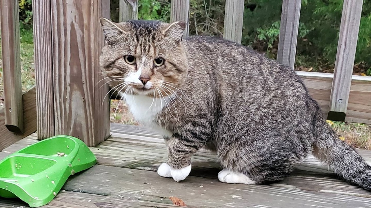 It Took Me 2 Months to Get This Cat Who Ran From Every Human to Feel at Home