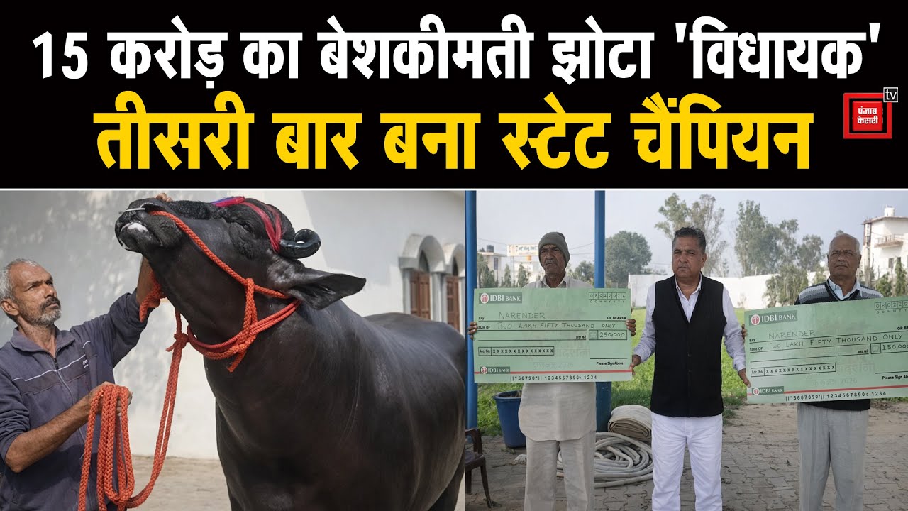 पानीपत के 15 करोड़ी झोटे 'विधायक' ने कुरुक्षेत्र में गाड़े झंडे,जीता 3 लाख का ईनाम,ठाठ देखकर लोग हैरान