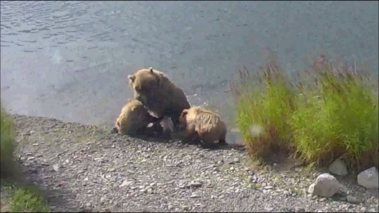 2017-07-29 #171 scolds cub for grabbing her fish