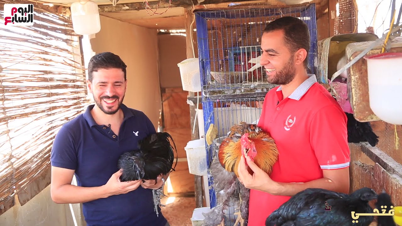 فراخ آخر زمن 🐔 الورك بـ700 جنيه .. مهندس حول سطح بيته لمشروع بيكسبه 100 ألف فى الشهر | فتحى شو