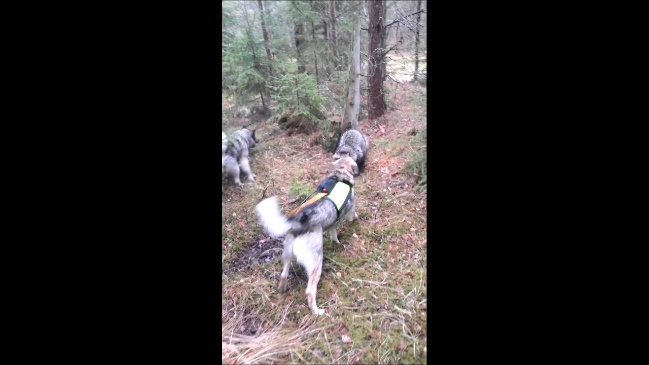 Diesel och Wilma sk&auml;ller m&aring;rdhund