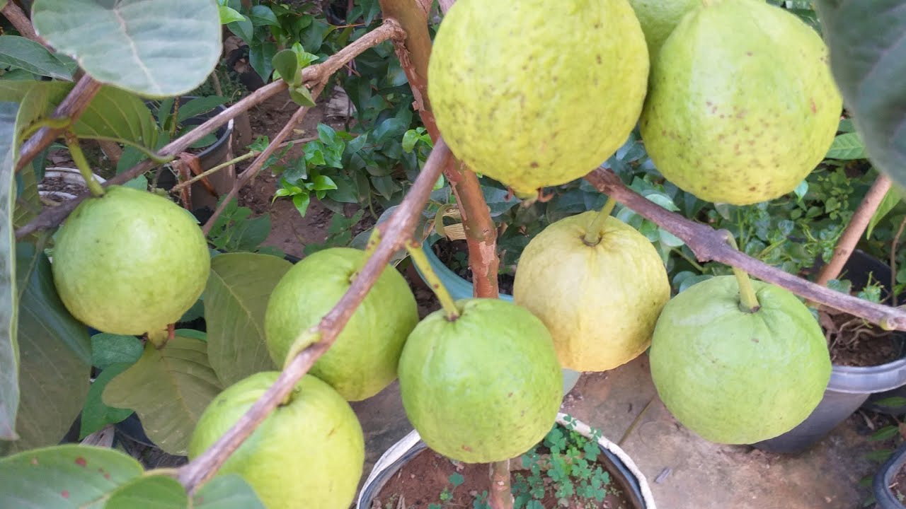 Adubo  ORGÂNICO,  para goiaba e (outras  frutas)