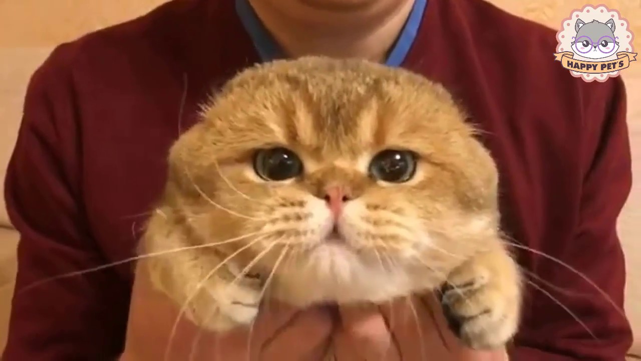 「猫かわいい」おかしい猫 - 笑わないようにしようとしてください - 最も面白い猫の映画 #3