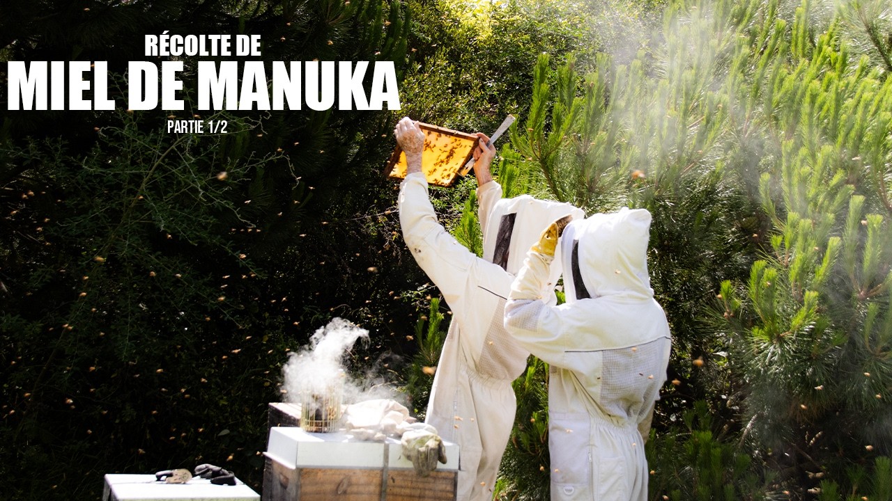 Apiculture : Récolte de Miel de Manuka - Partie 1/2