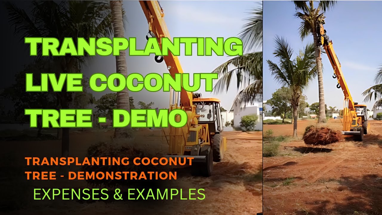 How To Transplant A Giant Coconut Tree (Tips & Tricks)