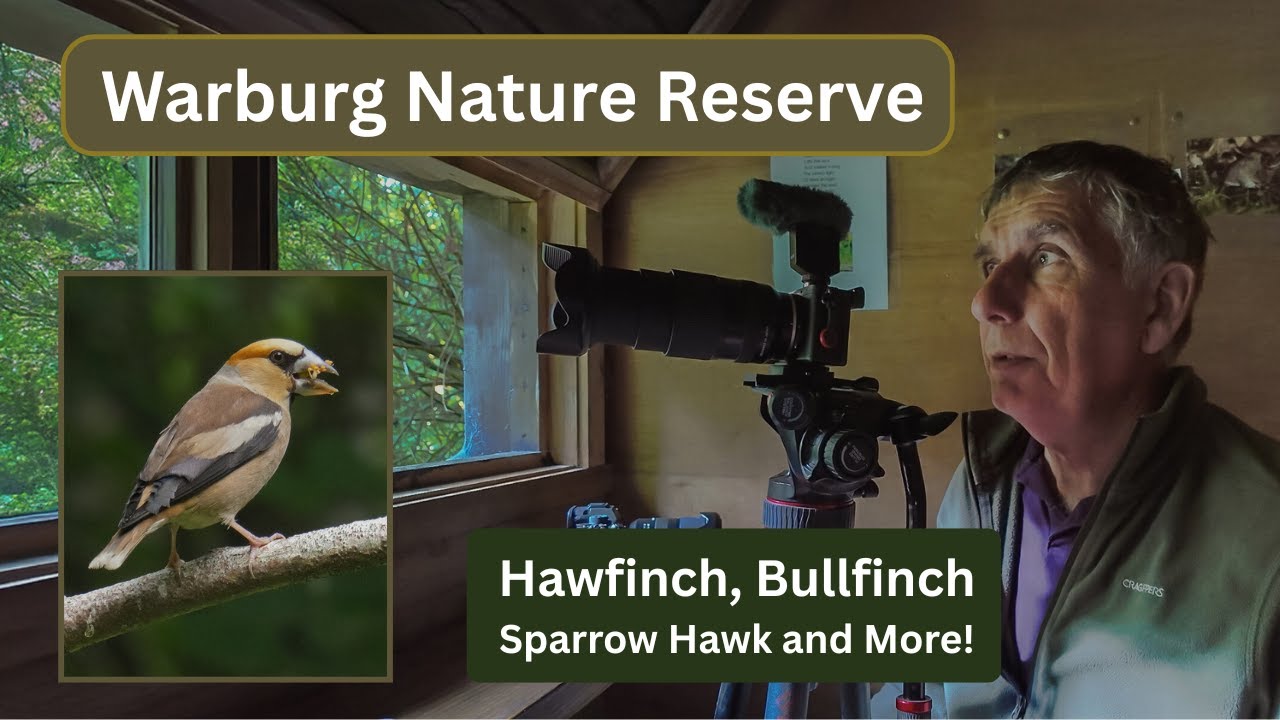 Warburg Nature Reserve - Hawfinch, BullFinch Spotted Flycatcher and Loads More!