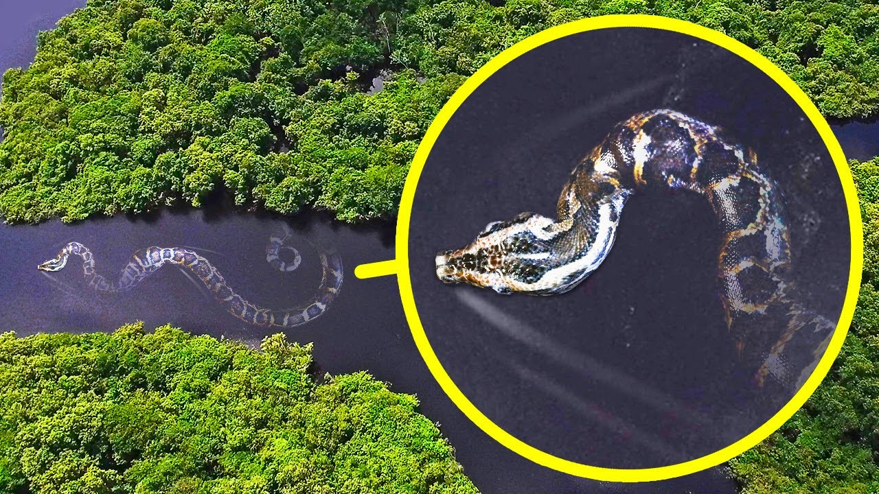 Die schwerste Schlange der Welt und 17 Amazonas-Ungeheuer