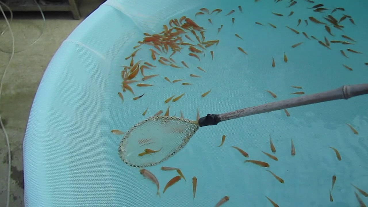 Avannotti KOHAKU X KOHAKU - 1° selezione